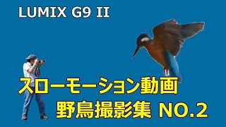 LUMIX G9IIで300fps撮影・野鳥のスローモーション動画集NO2：メジロ・カワセミなど