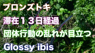 【石垣島のブロンズトキ】滞在１３日経過　数日前から団体行動に乱れがあります！！Glossy ibis