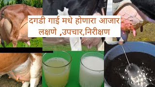 दगडी जनावर गाई ला होणारा आजार माहिती लक्षणें उपचार A to Z माहिती 🐄