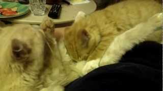 My gay (????) cats :o