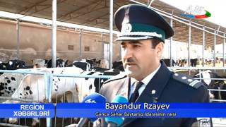 31 01 2017 AZTV Gəncə xaricdən gətirilən heyvanlar