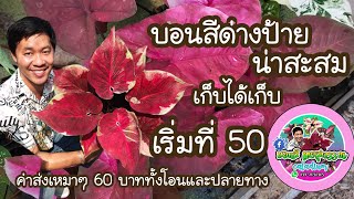 บอนสีด่างป้ายเริ่มที่ 50 บาท        ค่าส่งเหมาๆ 60 บาท #caladiumthailand #บอนสี #caladium