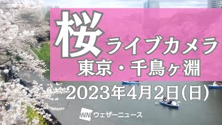 桜ライブカメラ／「東京都千代田区千鳥ヶ淵」ライブカメラより　2023年4月2日（日）