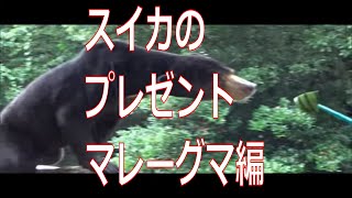 福岡市動物園：スイカのプレゼント＜マレーグマ編＞