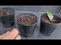 how to grow camellia plant from single leaves