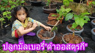 ปลูกมัลเบอรี่ \