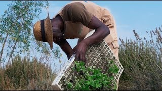 Agricultura Ecológica: Curiosidades y datos importantes