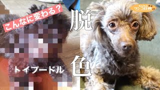 えっ本当に同じ犬⁉️驚くほど退色したブラウンのトイプードル🐶【成長記録】