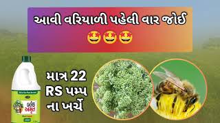 22 Rs. ખર્ચ થી ઓર્ગેનિક વરિયાળી લીલીછમ/ऑर्गेनिक सौंफ की खेती/Organic fennel farming- @blackamrut