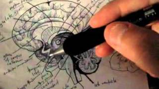 Neuroanatomy Tutorial 13 (Brain)