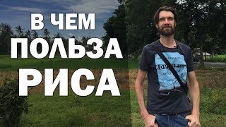 Польза РИСА и в чем же его СЕКРЕТ