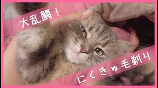 猫の肉球の間の毛を剃りたい！　猫と格闘　ノーカット１０分間の記録