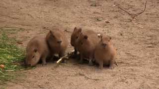 カピバラ　（東山動植物園篇）五つ子ちゃん元気に成長中