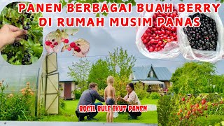 HARVEST BERRIES || PANEN BERBAGAI BUAH BERRY DI RUMAH MUSIM PANAS