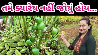 તમે ક્યારેય નહીં જોયું હોય આવી રીતે...😇|| Cardamom || Elaichi || Farming ||ભાવિકા_ભક્કમ ||