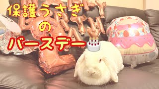 【感動のbirthday❤️】保護うさぎを救出から激変‼️【幸せになるまでの物語✨】うさぎ紹介Part5