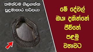 ඔබ මේවා දකින්නේ ජිවිතේ පළමු වතාවට EP:25