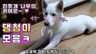 진돗개 나무의 엉뚱한 댕청미 모음^^ㅋ 귀욤귀욤♡ Cute Jindo Dog [진돗개 나무TV]