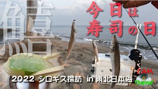 今日は寿司の日　キス釣って寿司を作りたい!!　2022シロギス探訪 in東北日本海【釣り】【シロギス】【連掛け】【サーフ】【キス釣り】【投げ釣り】【日本海】【料理】【刺身】【船盛】