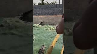 This Duck have better diving skill than Crocodile