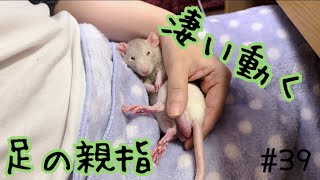 【FancyRat】Rats with very moving thumbs.【Vlog】