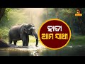 🔴 Live | ହାତୀ ଆମ ସାଥୀ