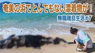 奄美の浜でとんでもないものを発見！【無職離島生活＃７】サメらしき姿も確認｜さらにハブ出没か！？ブダイも釣ったよ