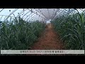 땅심을 높이려고 녹비작물 수단그라스 로타리작업_green manure crops