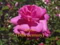 Lumina: Medieval music - Rosa fragrans (Anon English C14) 'Fragrant rose, fairest springtime flower'