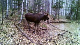 Лоси на Солонце во время Гона. Медведь чуть не съел фотоловушку. Солонец посещают и Лоси, и Медведи.