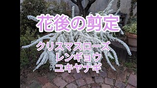 花後の剪定　クリスマスローズ　レンギョウ　ユキヤナギ　お安いペチュニア植え付け