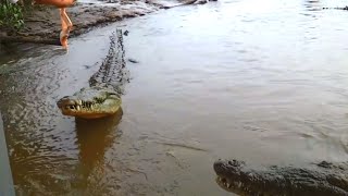 Real Crocodile Attacks On Human ! Caught on Video | Alligator Attack