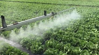 Beautiful Cabbage Farm And Harvest In Japan