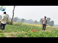 आलु गोडमेल सिचाई र स्प्रे गर्ने तरिका potato farming and care आलुको श्रोतकेन्द्रबाट