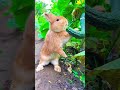 a little rabbit secretly eats the cucumber 😹 rabbit pets cute viralvideo baby