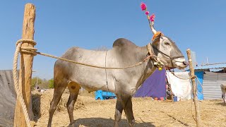 ಹಳ್ಳಿಕೆರೆ ರಾಜಪ್ಪ ನವರ ಹಳ್ಳಿಕಾರ್ ಬಿತ್ತನೆ ಹೋರಿ