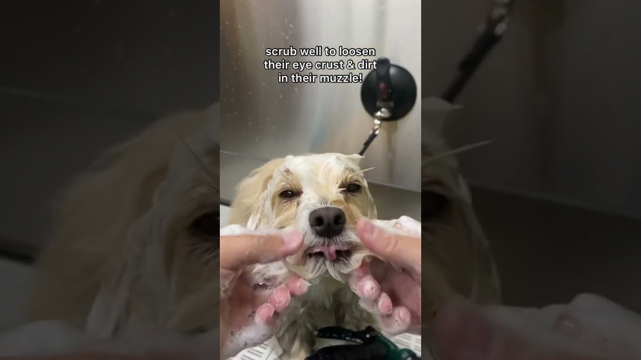 Dog Care Routine Tipsрџђ Dogcare Dog Dogs Dogwash Follow For More