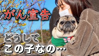 【こんな小さな体に３つの悪性腫瘍】が見つかりました…/※閲覧注意 腫瘍を公開します/保護犬パグの現在の様子/PUG LIFE