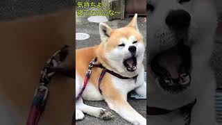 秋田犬のアクビ【秋田犬ゆう太】Akita dog yawning　　＃shorts