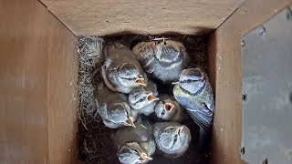 Modraszka, 23-dniowe pisklęta. Blue Tit 23-day-old nestlings.