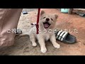 子犬たちがクッキーを捨てて向かった先にはやっぱり💕そして、衝撃の茶碗洗いも