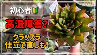 【多肉植物】高温障害？とクラッスラの仕立て直し！