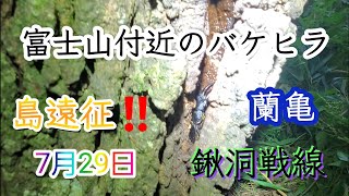 【クワガタ採集】富士山付近のバケヒラ❗島遠征、ヒラタクワガタ採集