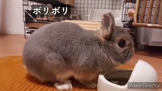 お外でお食事するネザーのパールをながめる動画【7】