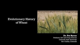 Evolutionary History of Wheat