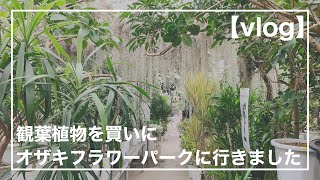 【vlog】観葉植物を買いにオザキフラワーパークに行きました