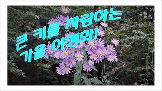 큰 키를 자랑하는 가을 야생화 '개미취'~ Tatarian Aster!