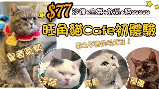 【得閒搞作】$77旺角貓Cafe初體驗｜Urban Cafe Cats Cafe in Mongkok Hong Kong