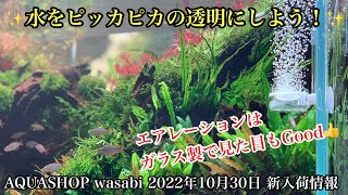 水槽の水をピッカピカの透明にしよう！「AQUASHOP wasabi ２０２２年１０月３０日 新入荷情報」ADA、ネイチャーアクアクアリウム立ち上げ初心者、水草水槽の作り方、パレングラス、熱帯魚、東京