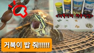 [거북이 키우기] 거북이 밥 양을 도대체 얼마나 줘야할까? 줘도줘도 계속 먹는 거북이;;